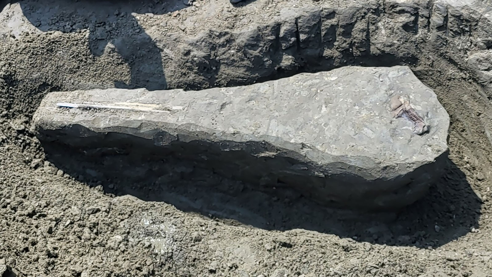 <p>Найденная в Мэриленде окаменелость принадлежит вымершему виду древних дельфиноподобных существ</p>