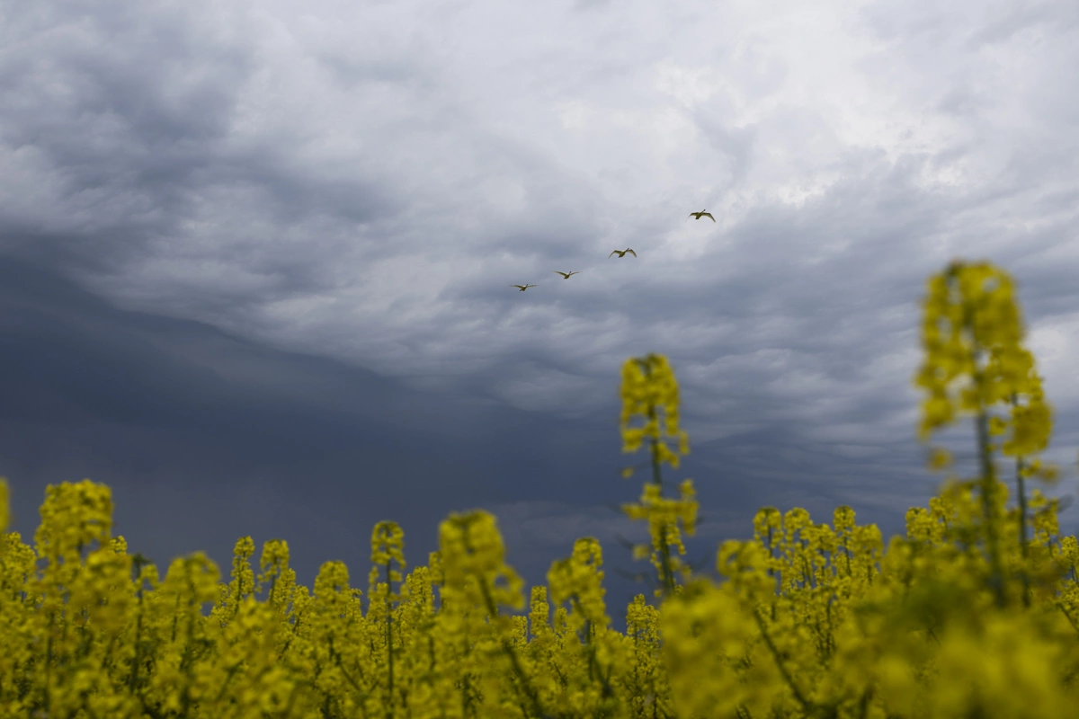 Александр Подгорчук