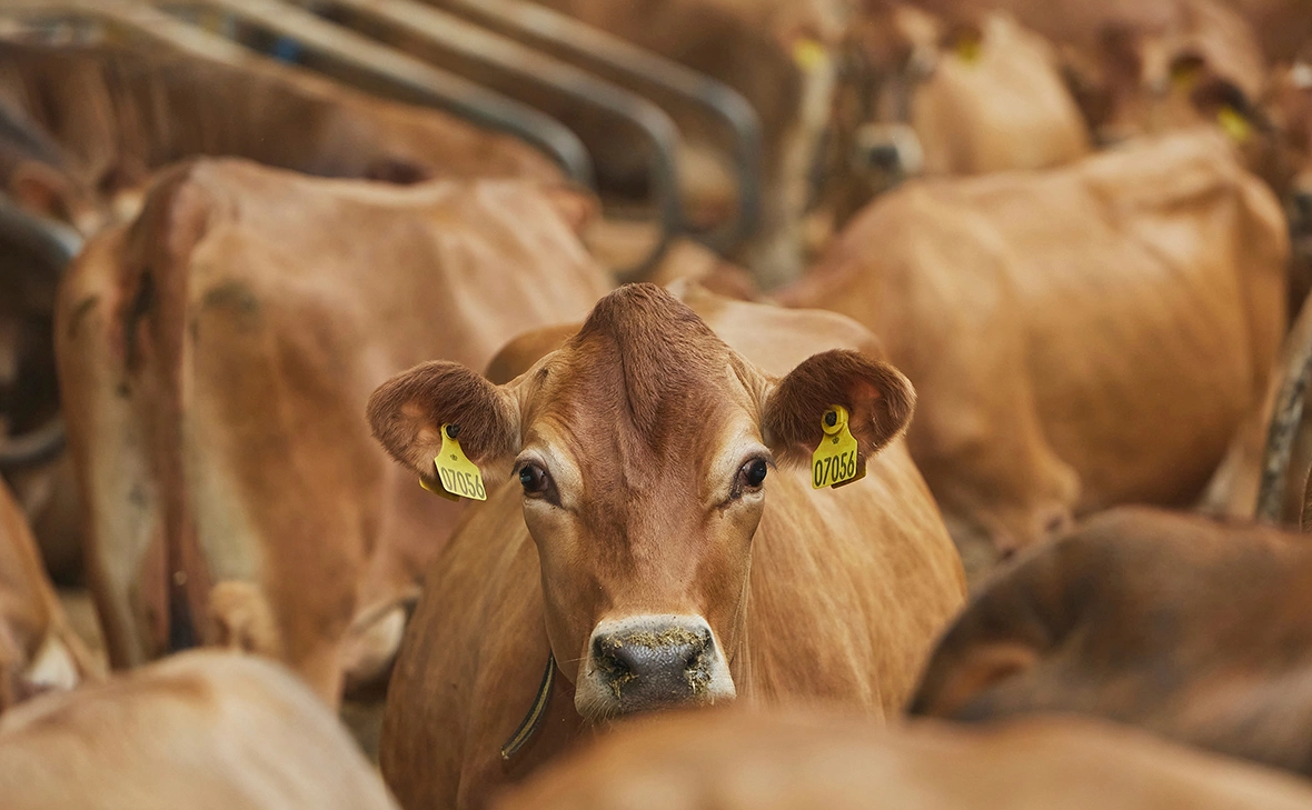 Виктор Осипенко / Shutterstock