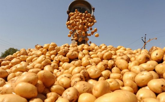 Татарстан оказался среди лучших производителей картофеля