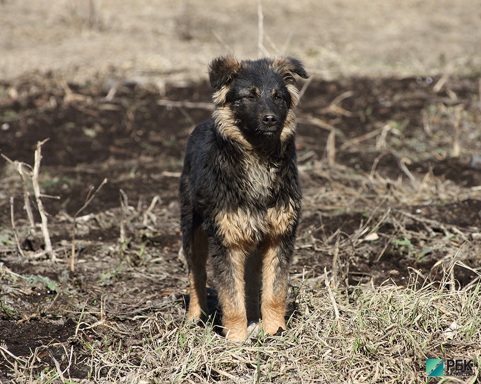 Осторожно, злая собака: бездомных животных в Казани выявят видеокамеры