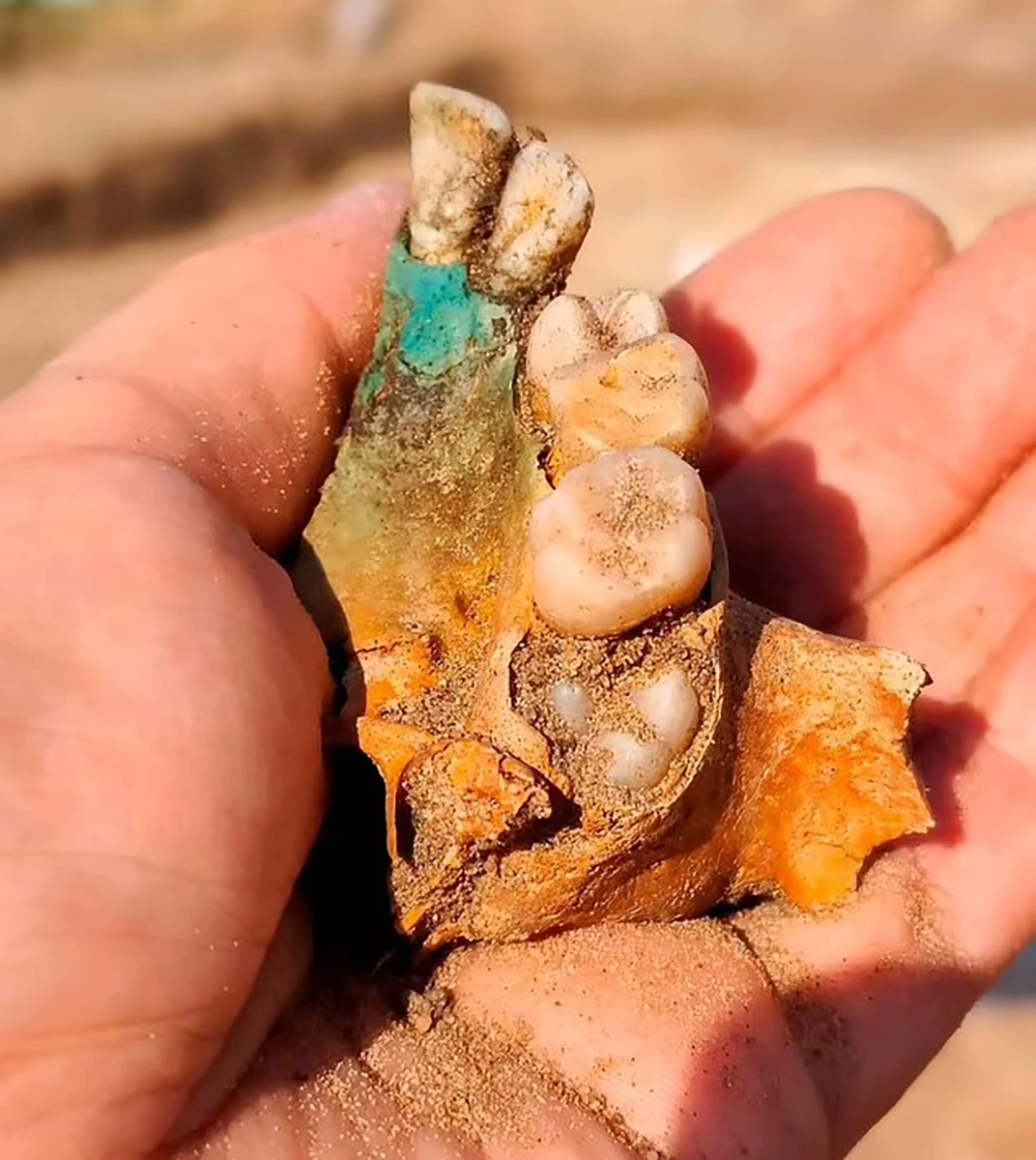 <p>На фото: фрагмент челюсти, который археологи нашли возле могилы ребенка</p>