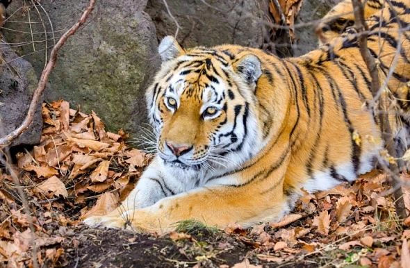 Правительство Приморского края