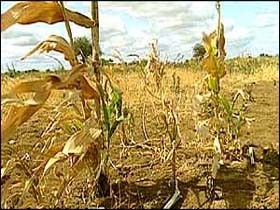 Минсельхоз РТ предложил объявить еще в 10 районах режим ЧС из-за засухи 