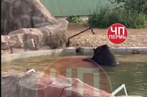 telegram-канал ЧП Пермь