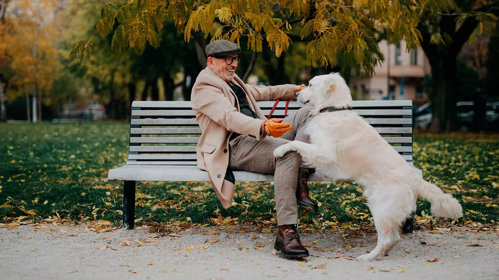 По мере старения собак их когнитивные способности, как и у людей, начинают ухудшаться