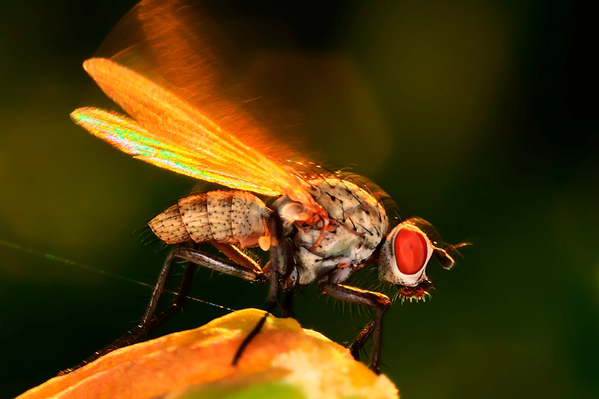 В мире насчитывается более 100 тыс. видов мух
