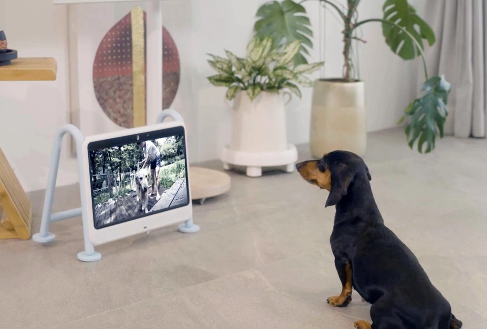 <p>Компактный телевизор для собак Dogsplay</p>