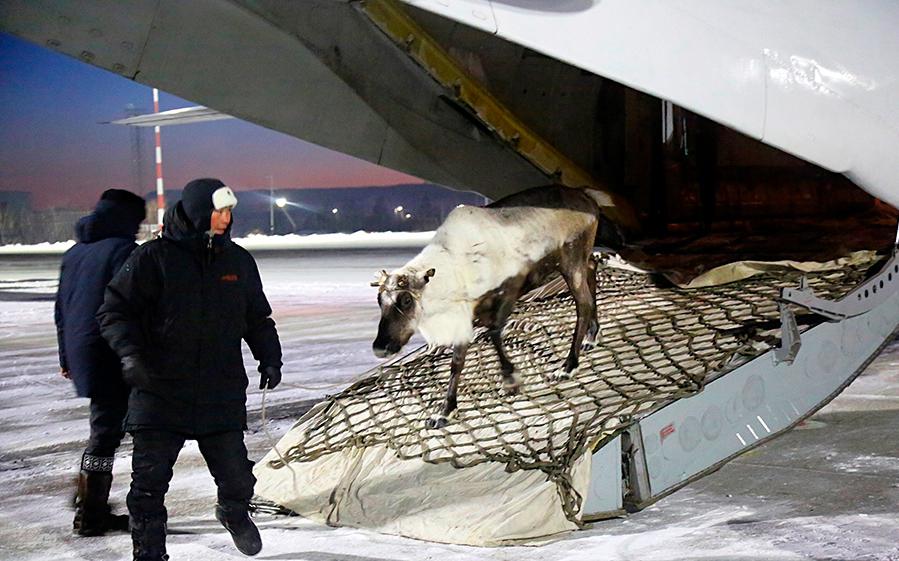 «Почта России» организовала перелет 18 оленей в Якутск