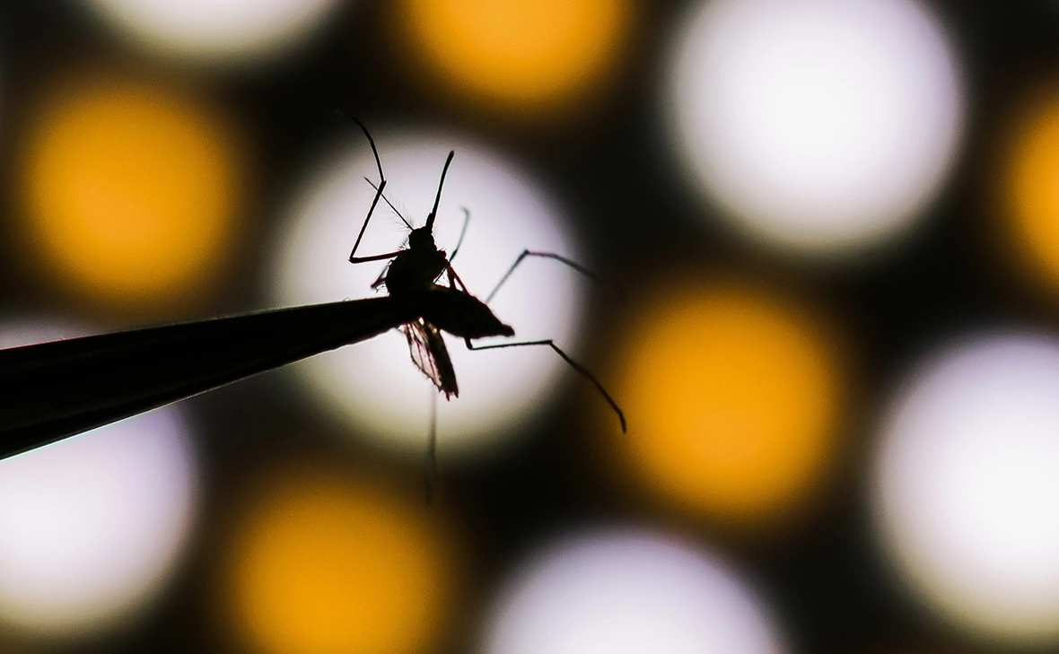 Cadu Rolim / ZUMAPRESS.com / Global Look Press