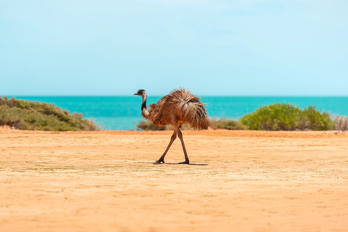 Эволюция «поменяла местами» функции конечностей у Эму, сделав ноги ведущим органом движения, а крылья фактически бесполезными