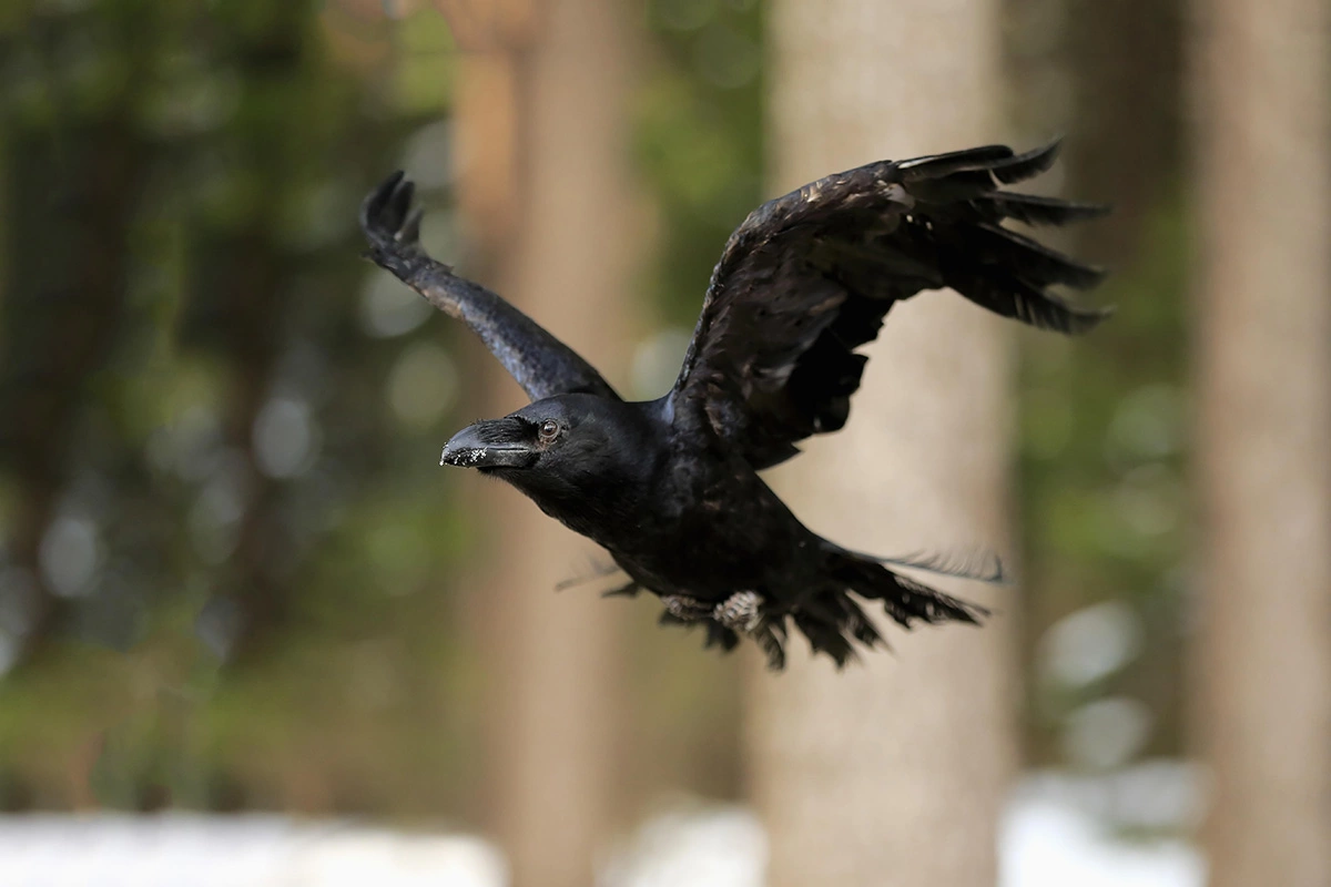 Ворон — падальщик, который ест умерших животных и птиц, а также уничтожает пищевые отходы человека