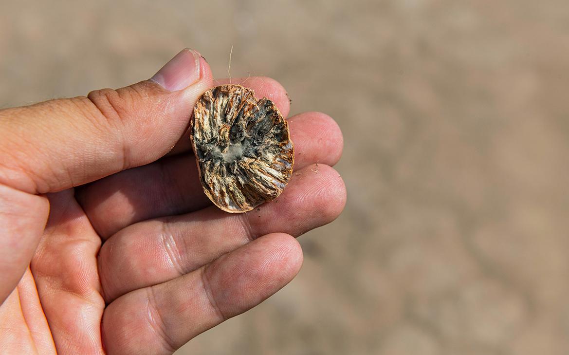 В АКИТ оценили запрет маркетплейсам продавать психоактивный орех