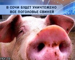 В Сочи будет уничтожено все поголовье свиней