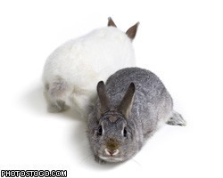 Ученые размножили кроликов с искусственными пенисами 