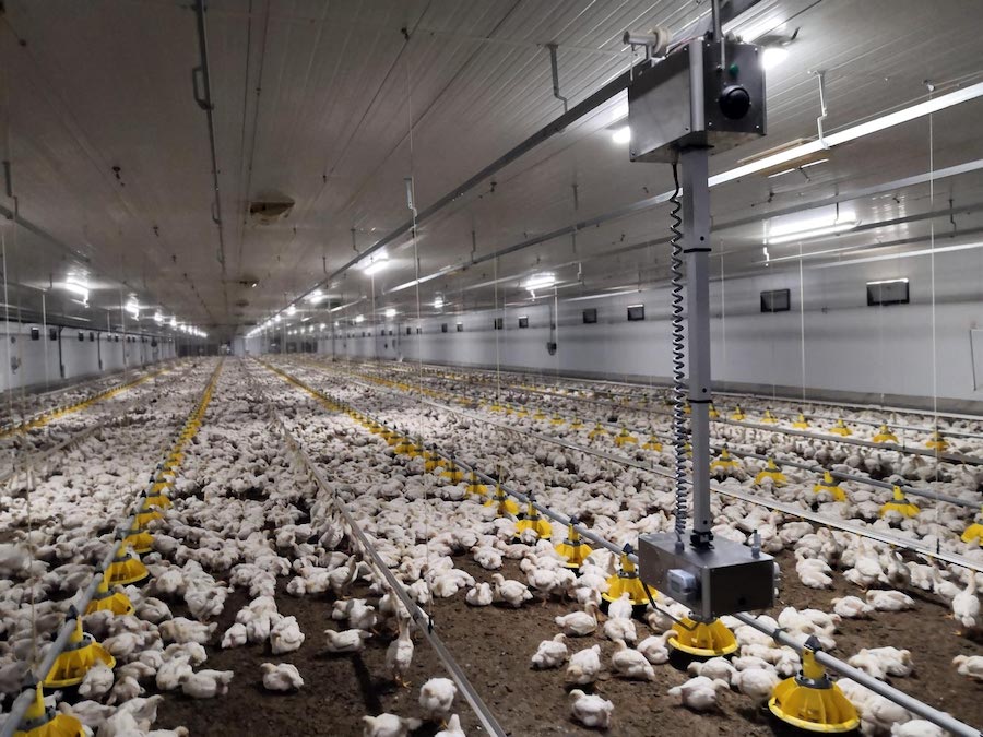 ChickenBoy от Faromatics подвешивается к потолку. Фермеры, ветеринары и работники склада взаимодействуют с роботом через мобильные оповещения или через облачную платформу