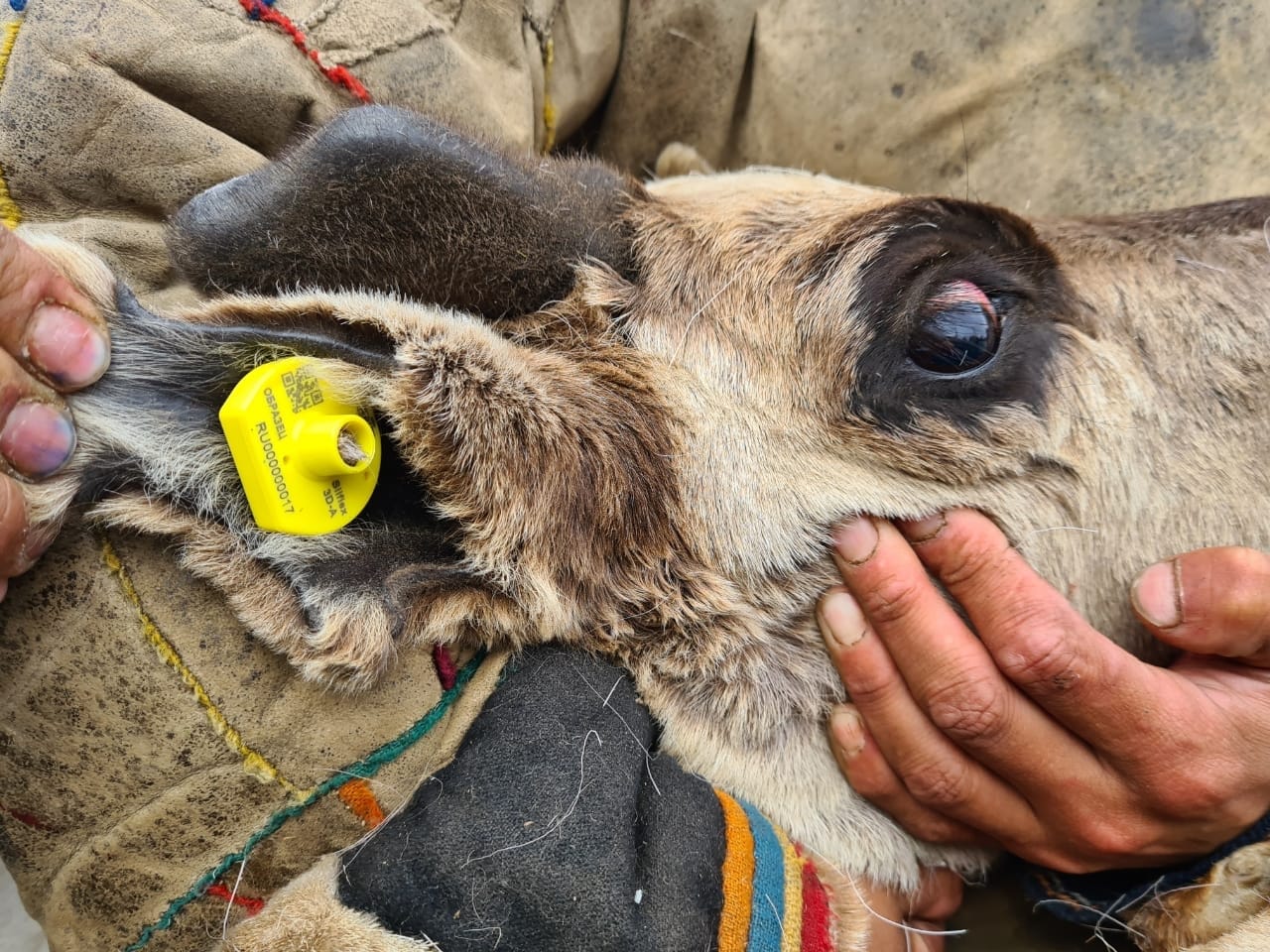 Ушная RFID-бирка для животных.