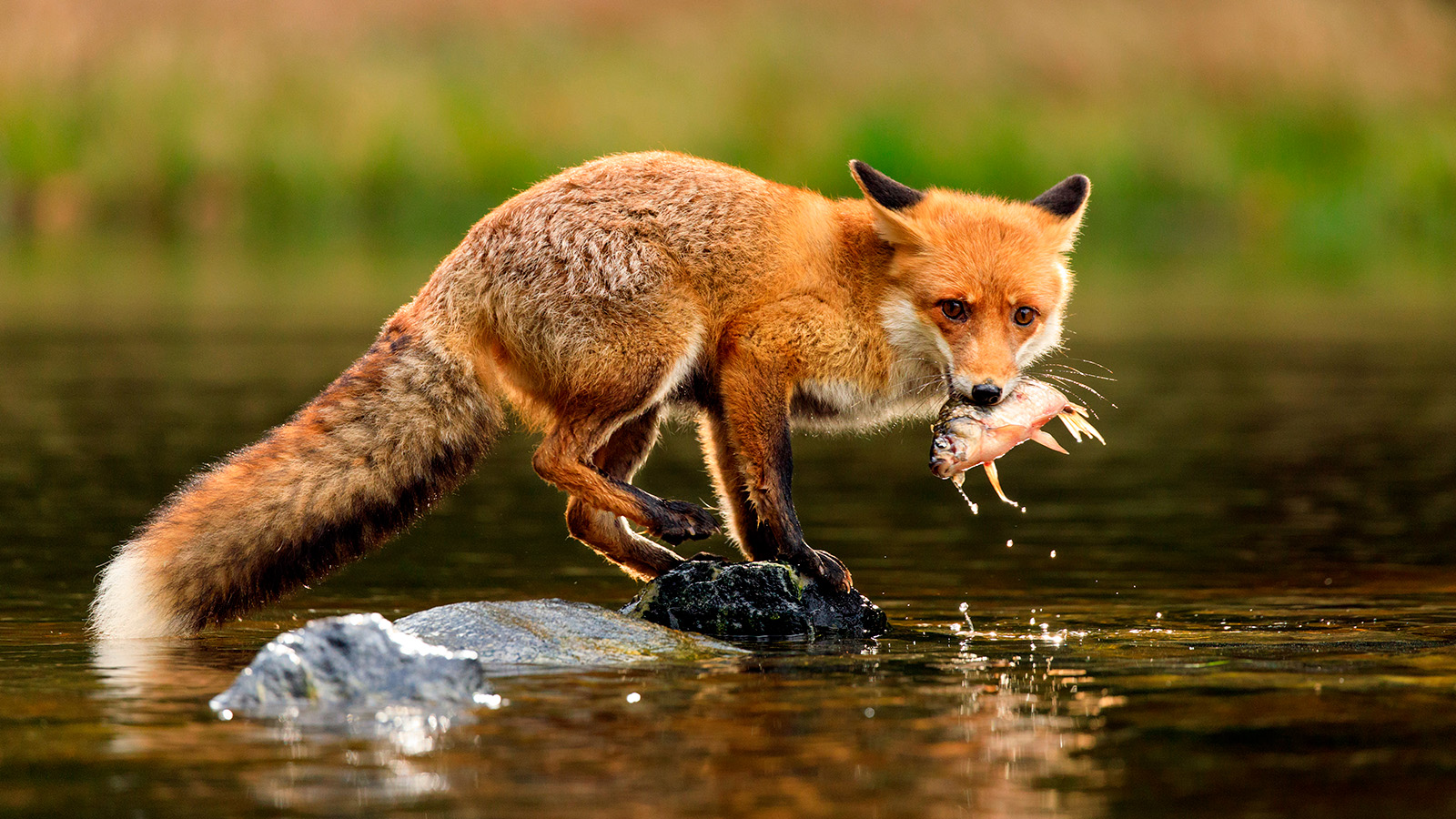 Лиса, поедающая рыбу, — пример гетеротрофного питания у хищных животных: организм получает энергию и органические вещества, потребляя другой живой организм