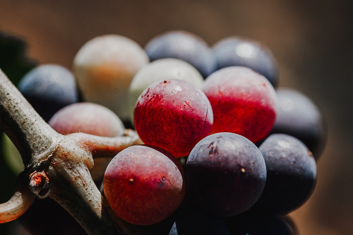 Виноделы Южной Африки предсказали успешный год для урожая винограда