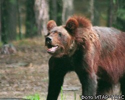 Медведь напал на прохожего в центре Сыктывкара