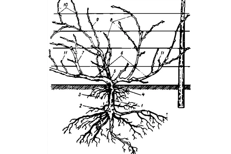 У винограда сложная структура, со множеством отростков, у каждого из которых свое назначение