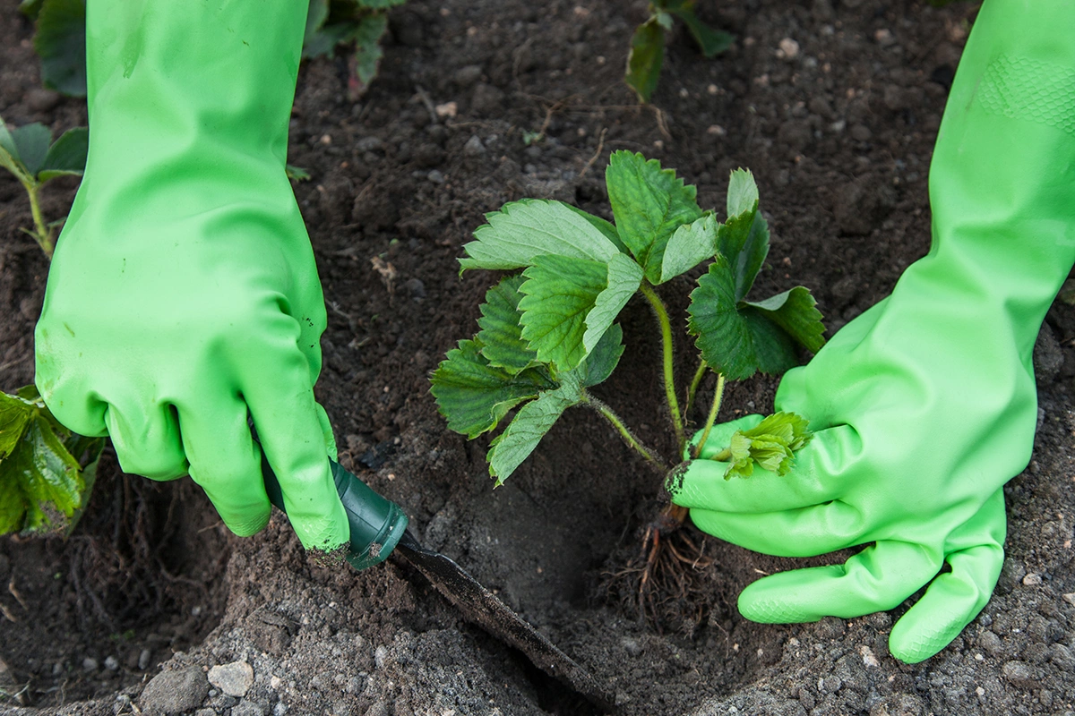 Клубника не любит долго расти на одном месте, грядку обновляют примерно каждые три-четыре года