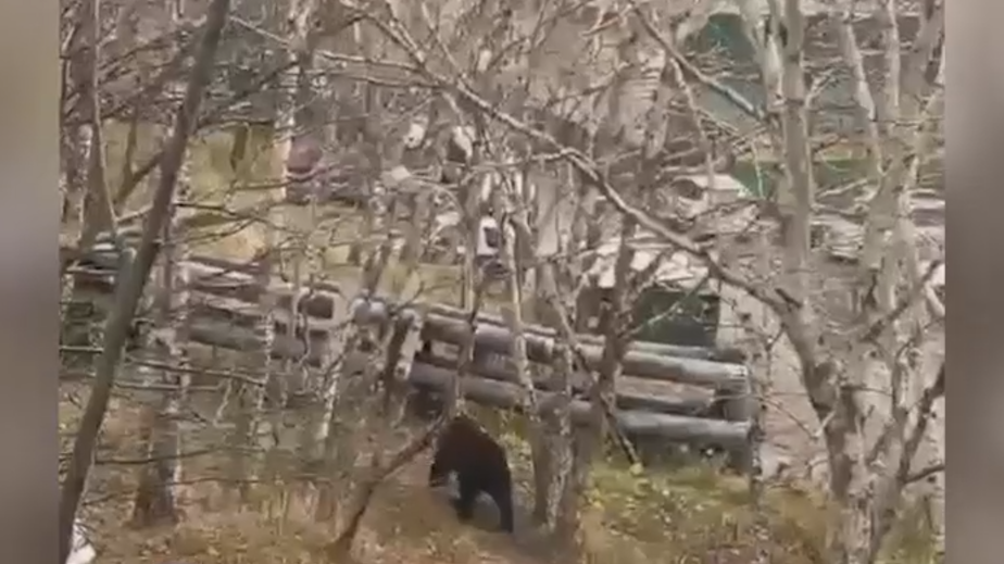 На Камчатке зашедшего во двор жилых домов медведя застрелили