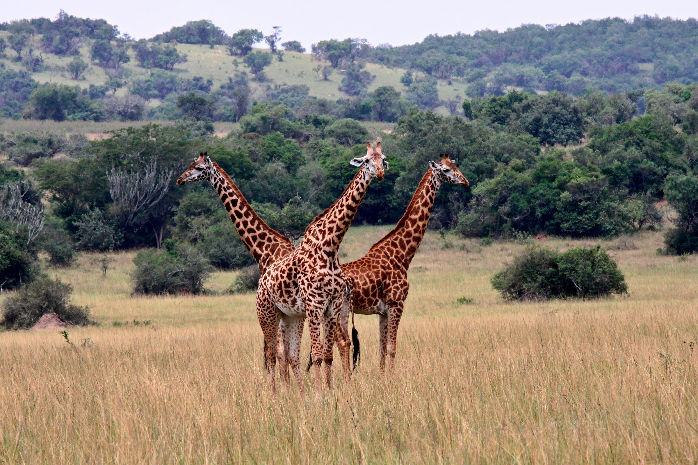 Зачем: возможность увидеть &laquo;большую африканскую пятерку&raquo; (слонов, буйволов, леопардов, носорогов и львов) без толп туристов.

Что делать: отправиться на классические дневные и ночные сафари-драйвы, прогулки на лодке по озерам и даже полеты на воздушном шаре.