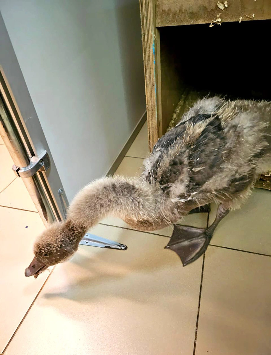 Птенца черного лебедя спасли в Зеленоградской ветеринарной клинике