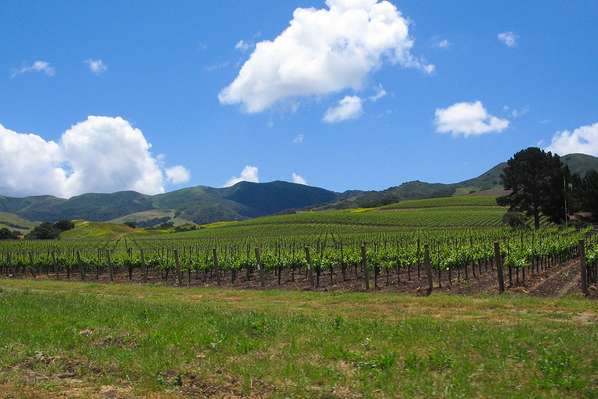 Santa Ynez Valley AVA