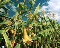 Россия угрожает прекратить закупки кукурузы и сои в США