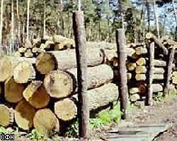 МПР за повышение торговых пошлин на экспорт леса