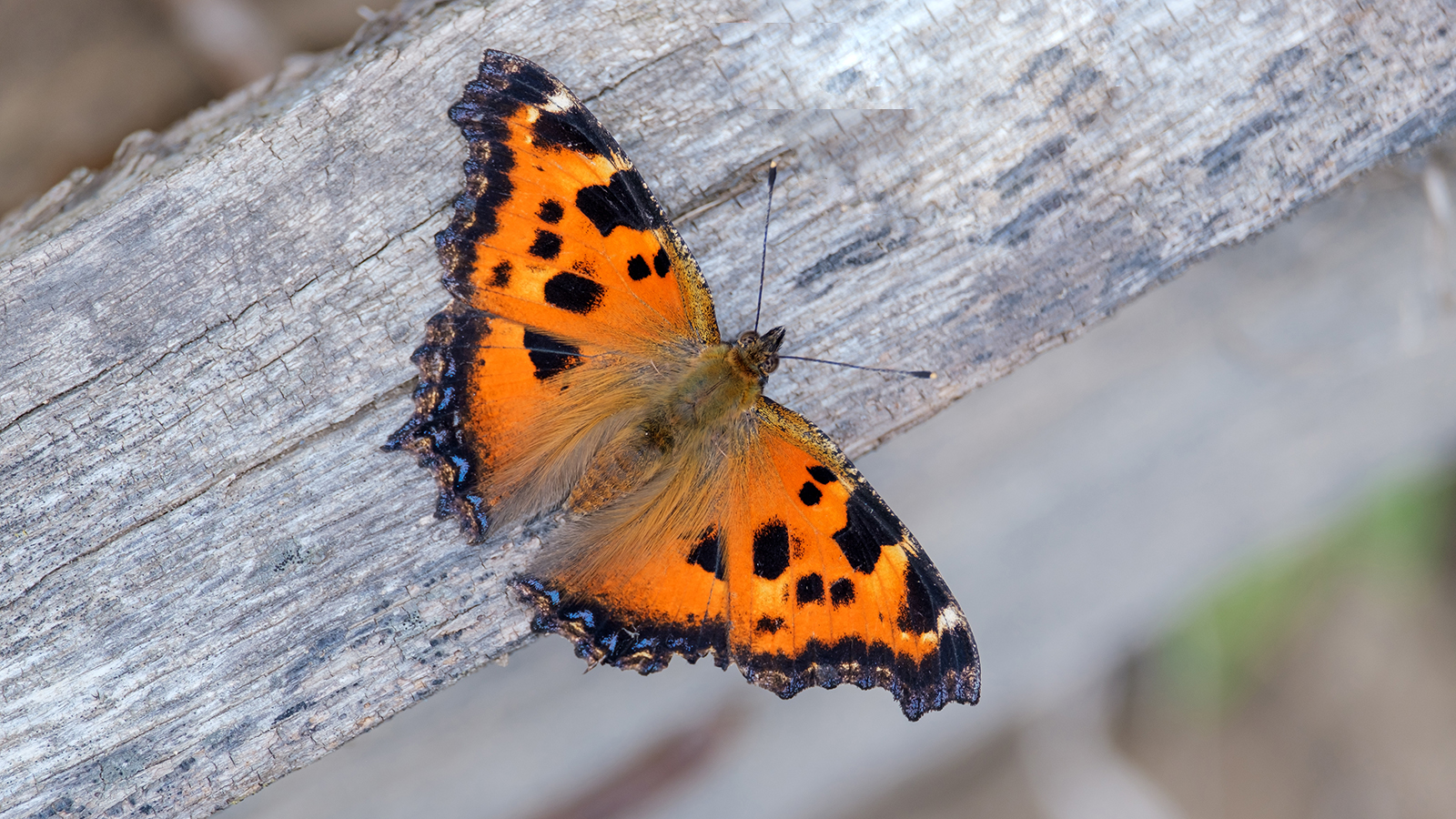 Бабочка крапивница