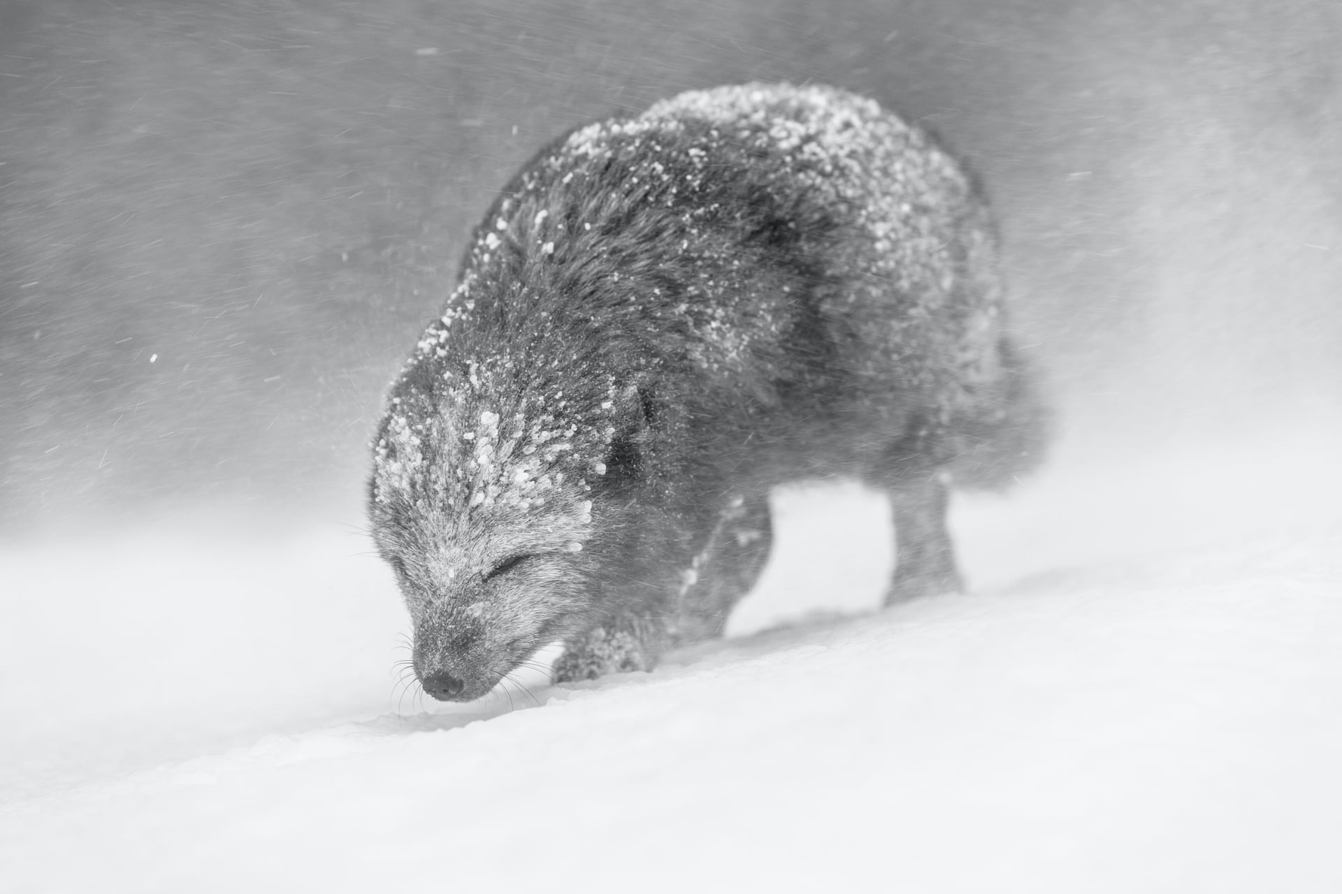 Песец, идущий сквозь снежную бурю в Исландии. Фото: Винс Бертон. Победитель в категории &laquo;Черно-белое фото&raquo;