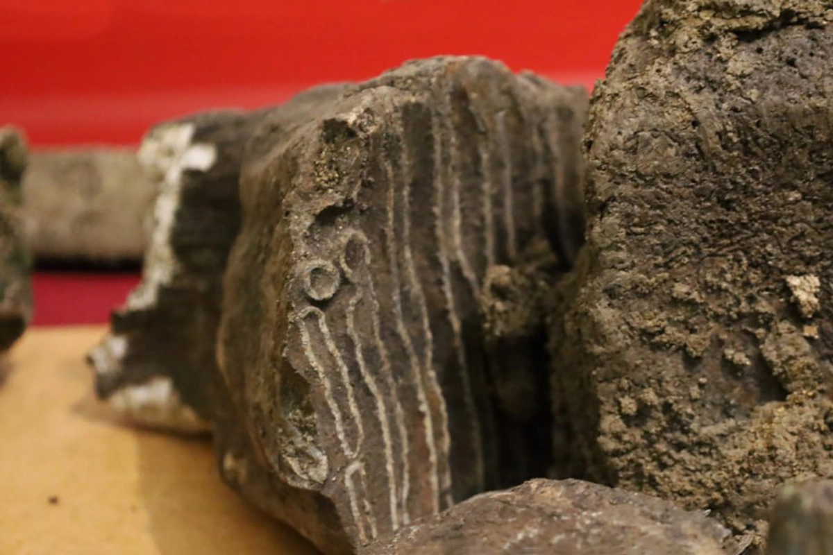 Останки шерстистого носорога