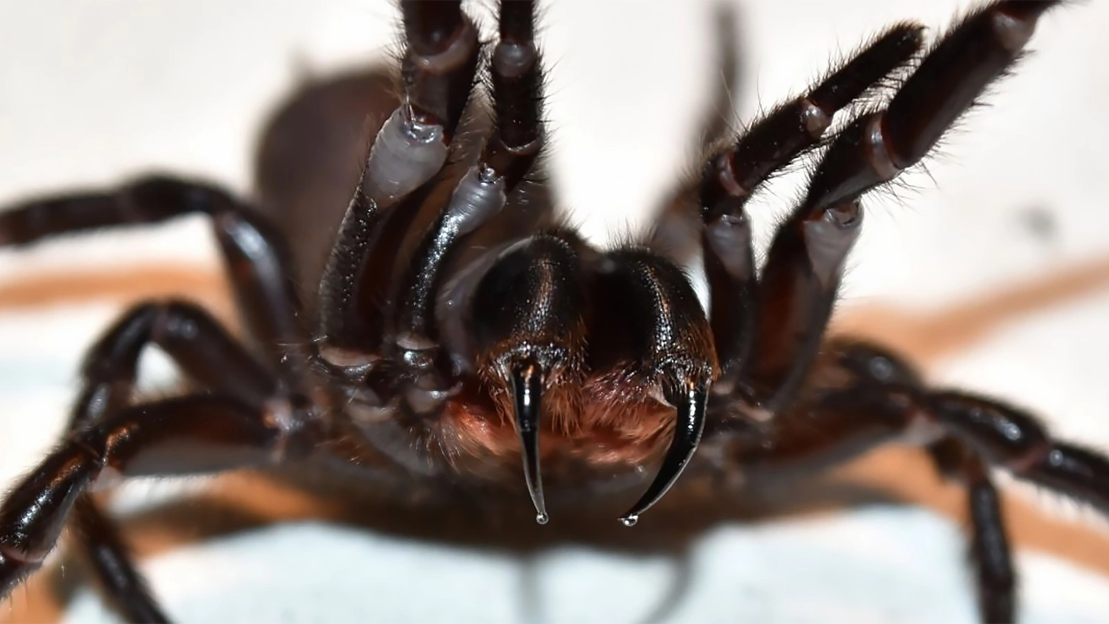 <p>Сиднейский воронкообразный паук</p>
