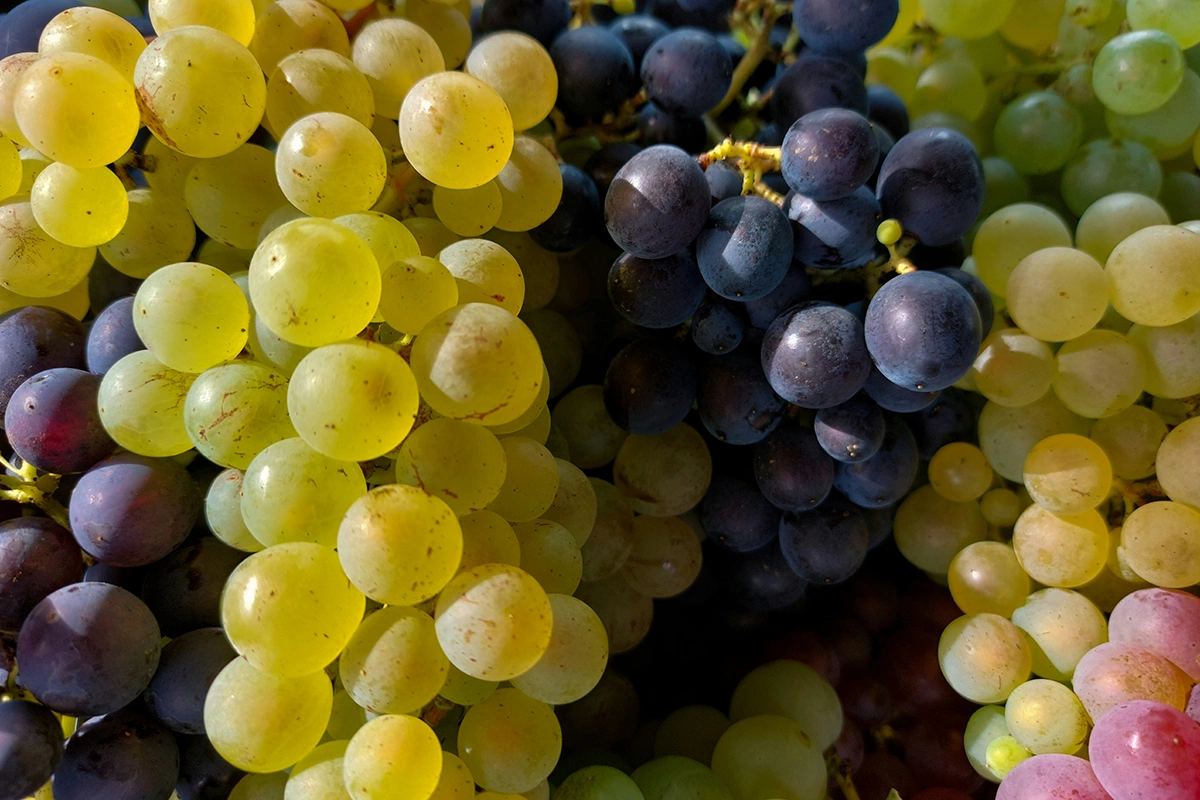 Сначала определите, для чего вы хотите выращивать виноград: для употребления в свежем виде, для производства вина или для приготовления изюма и продуктов на основе винограда