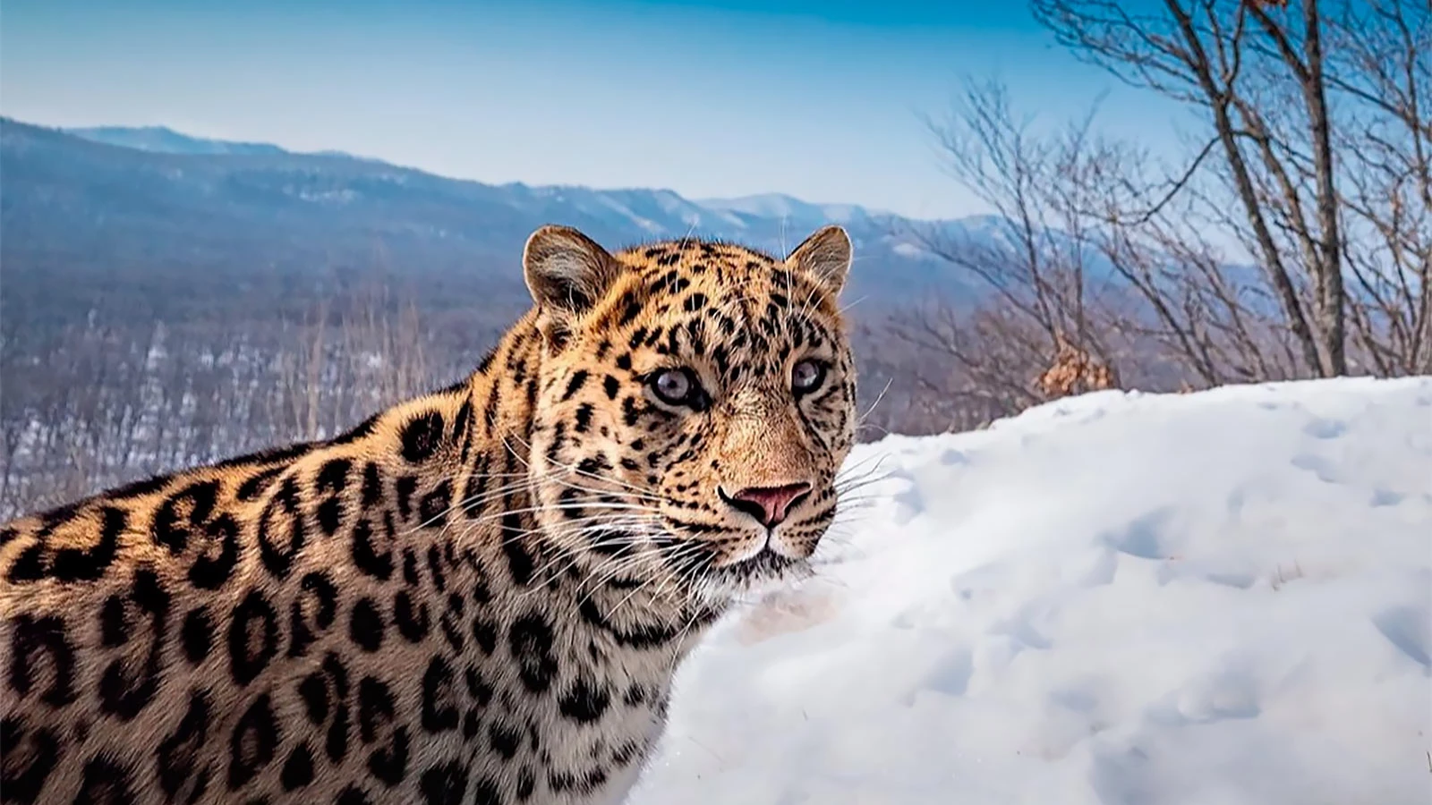 leopard-land.ru