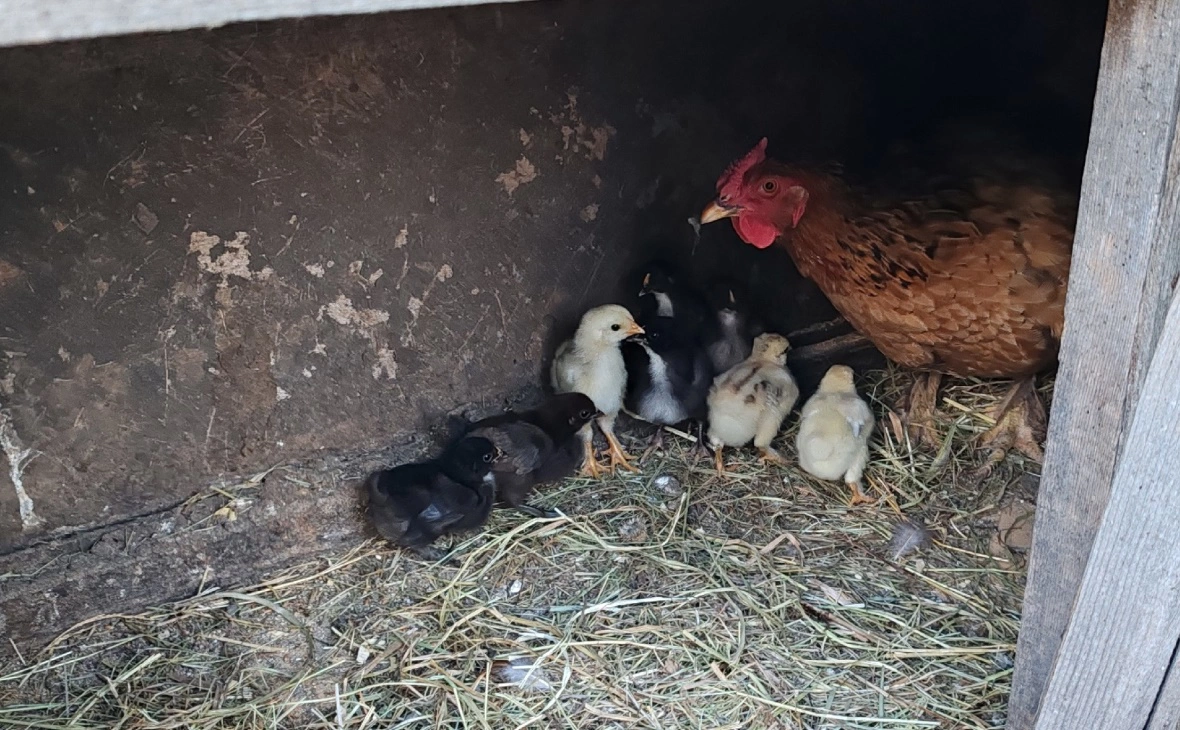 РБК Черноземье