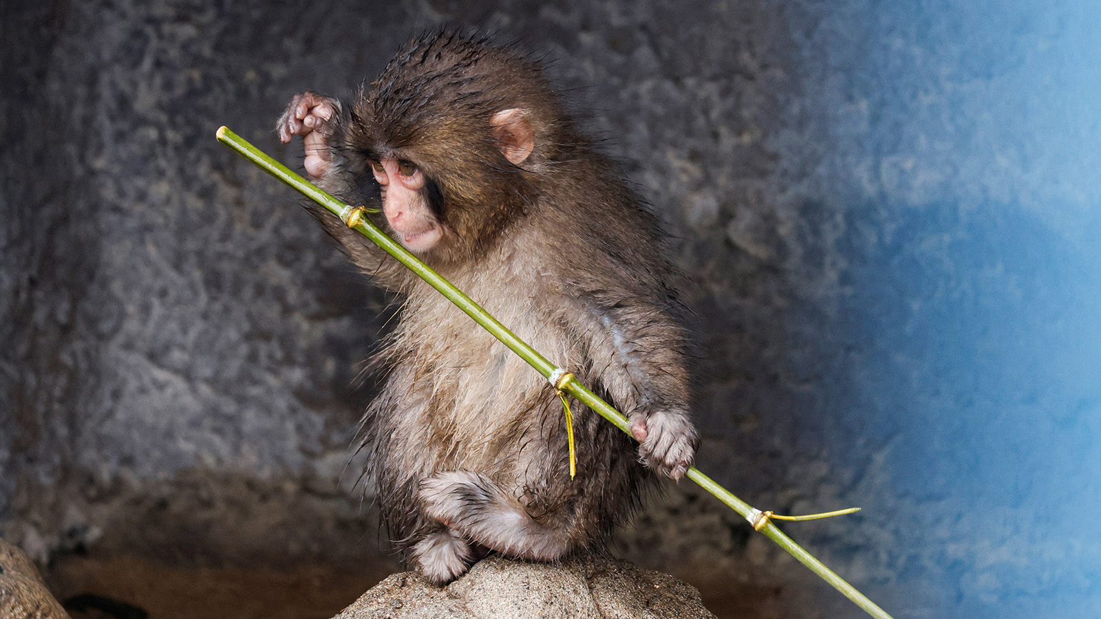 Макака Панч