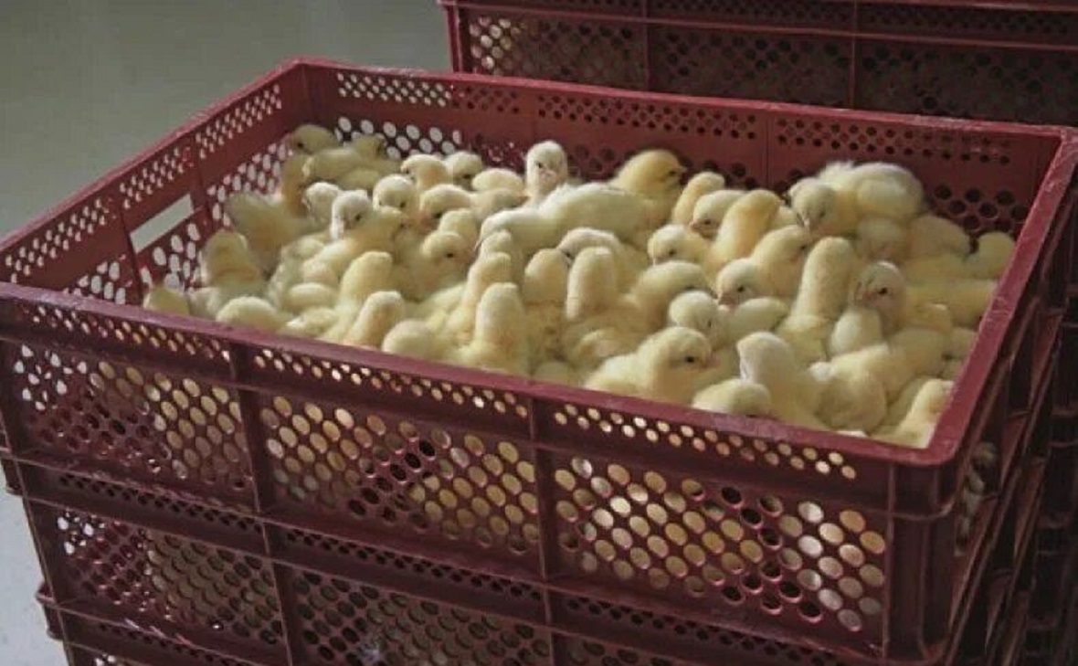 Фото: Управление Россельхознадзора по РБ