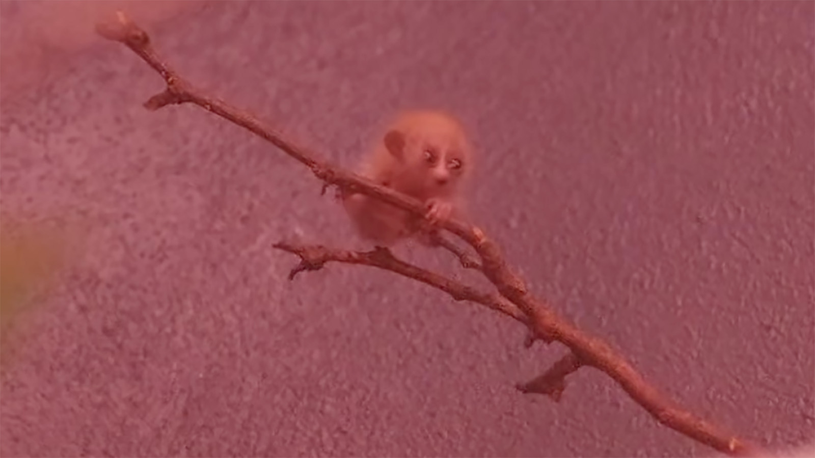 Детеныш малого лори