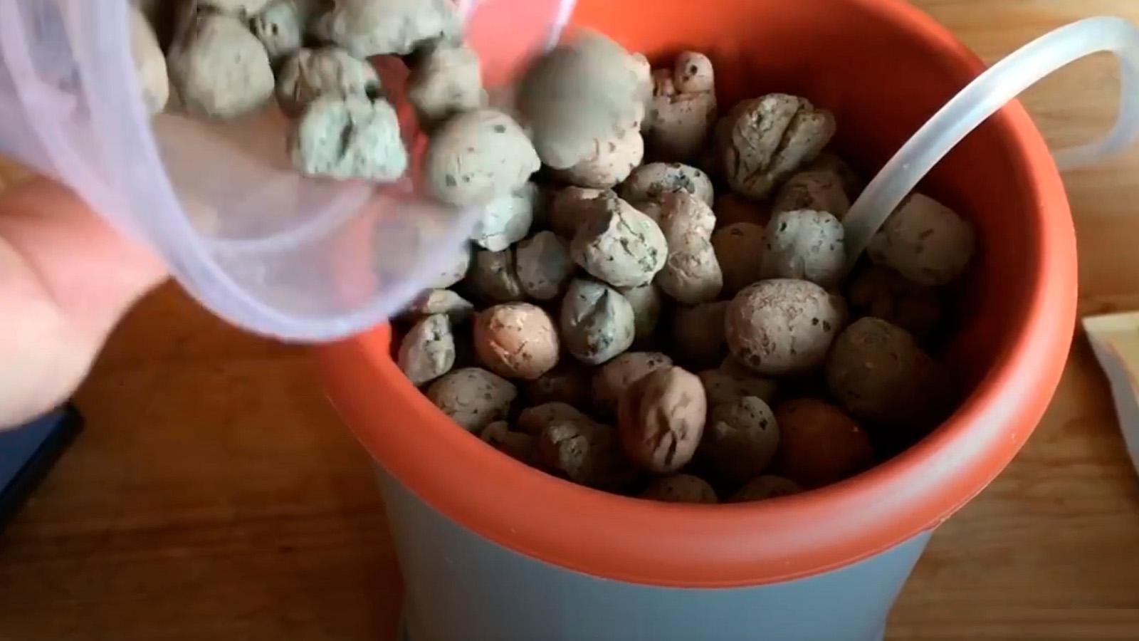 Как посадить растение в гидропонную установку