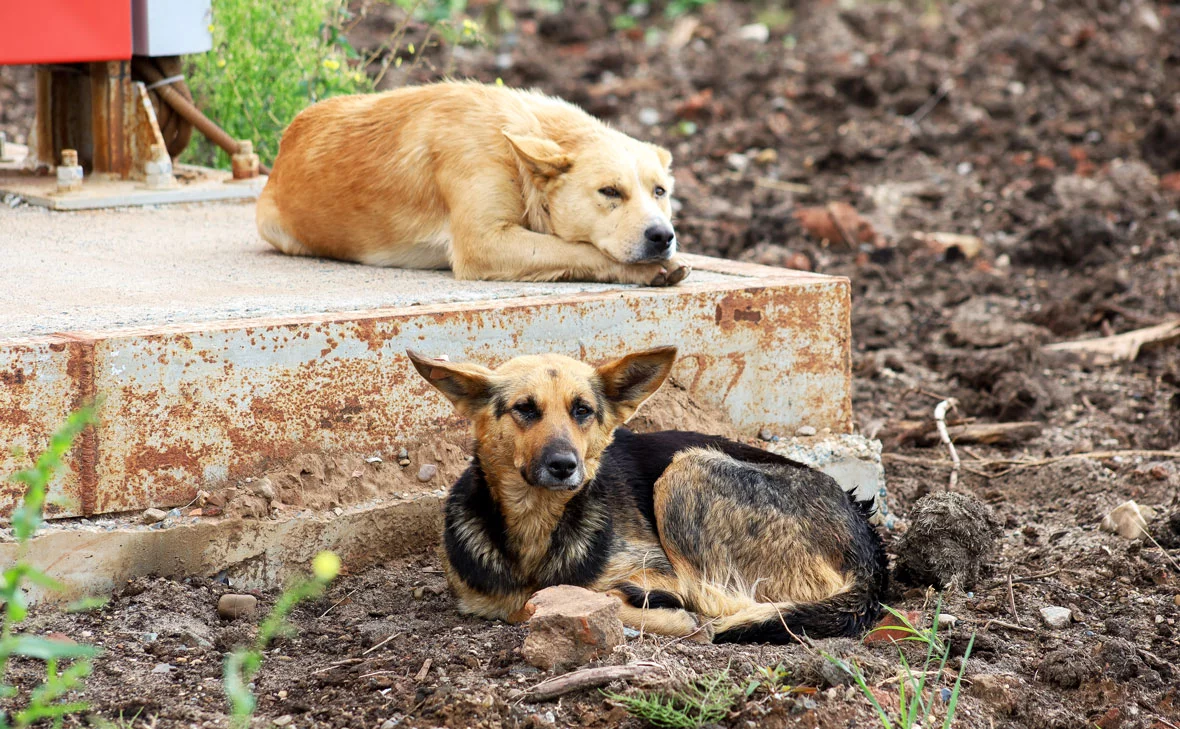 Елена Майорова / Global Look Press