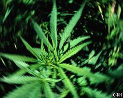 Полицейские нанюхались конфискованной марихуаны
