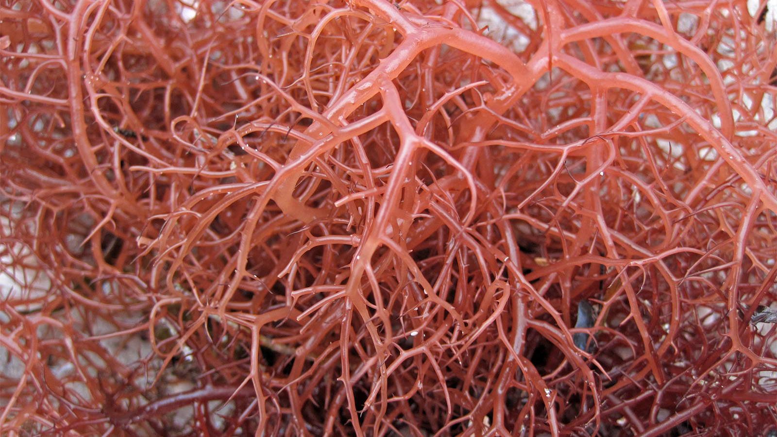 <p>Красные морские водоросли Gracilaria tikvahiae</p>