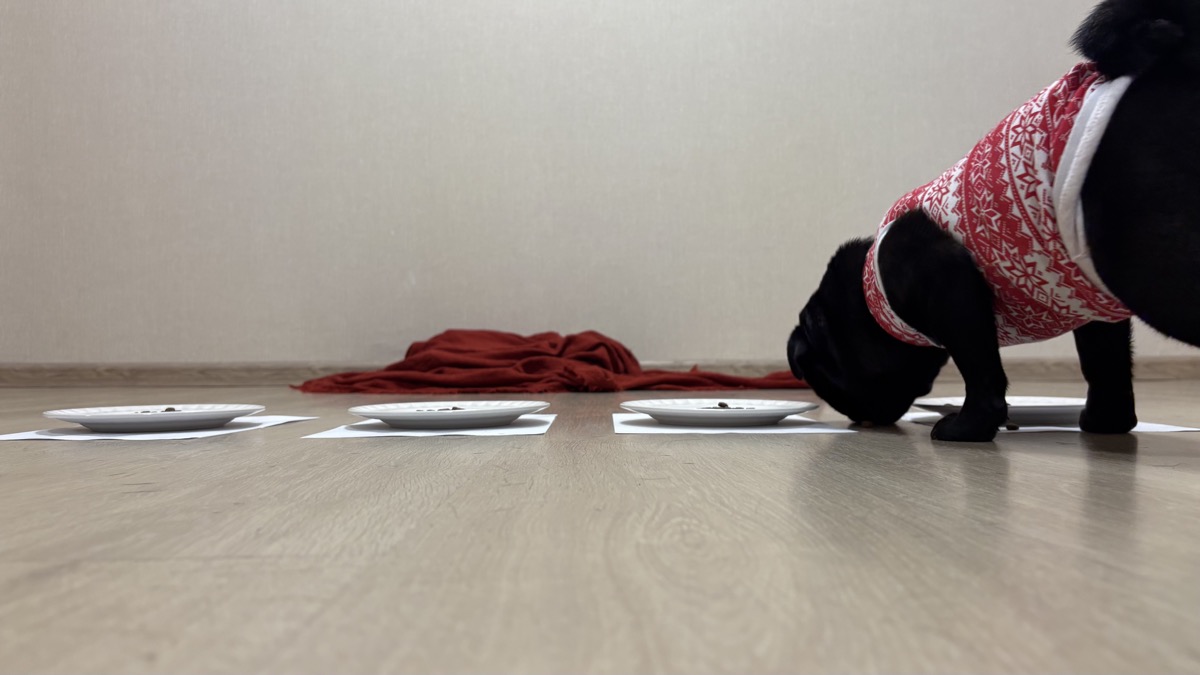 Мопс Гертруда предсказала индекс Мосбиржи в диапазоне 3200&ndash;3500 пунктов на 2026&nbsp;год