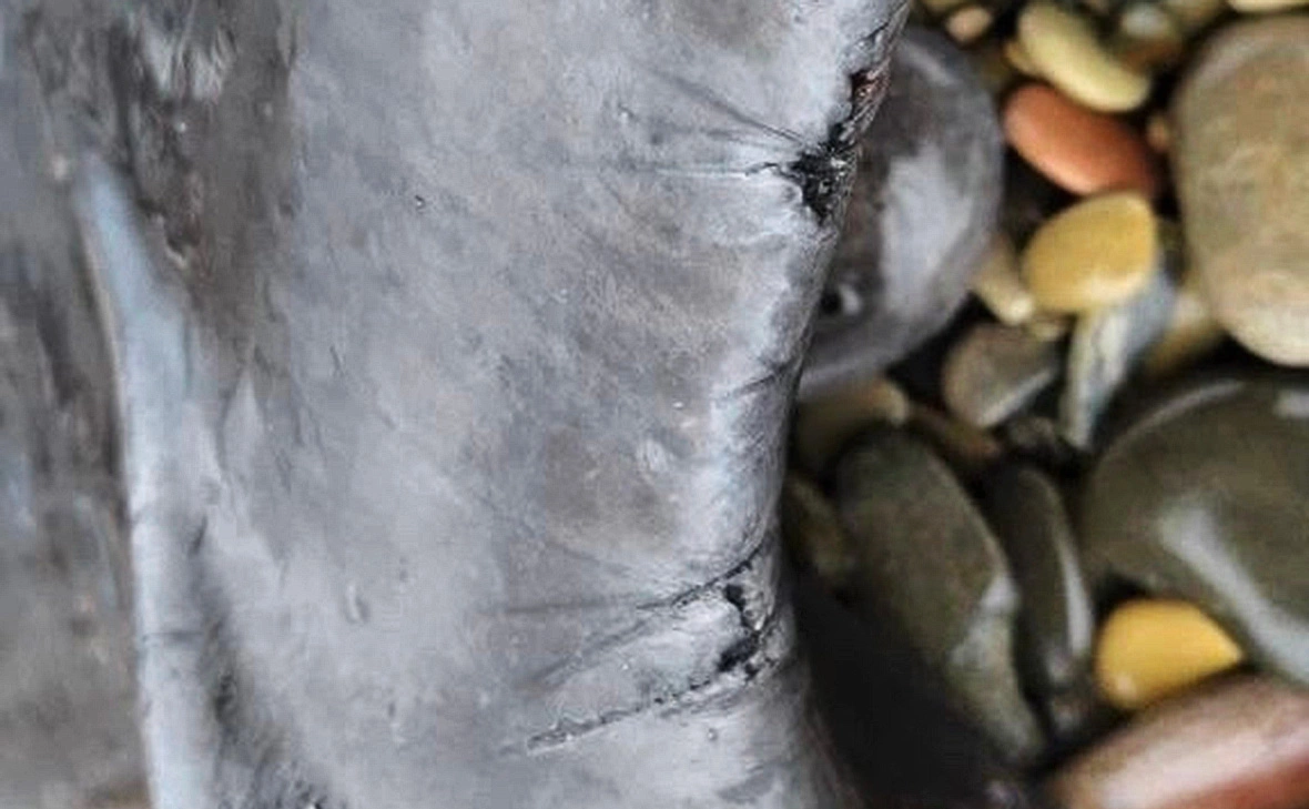 Центр спасения дельфинов «Дельфа»