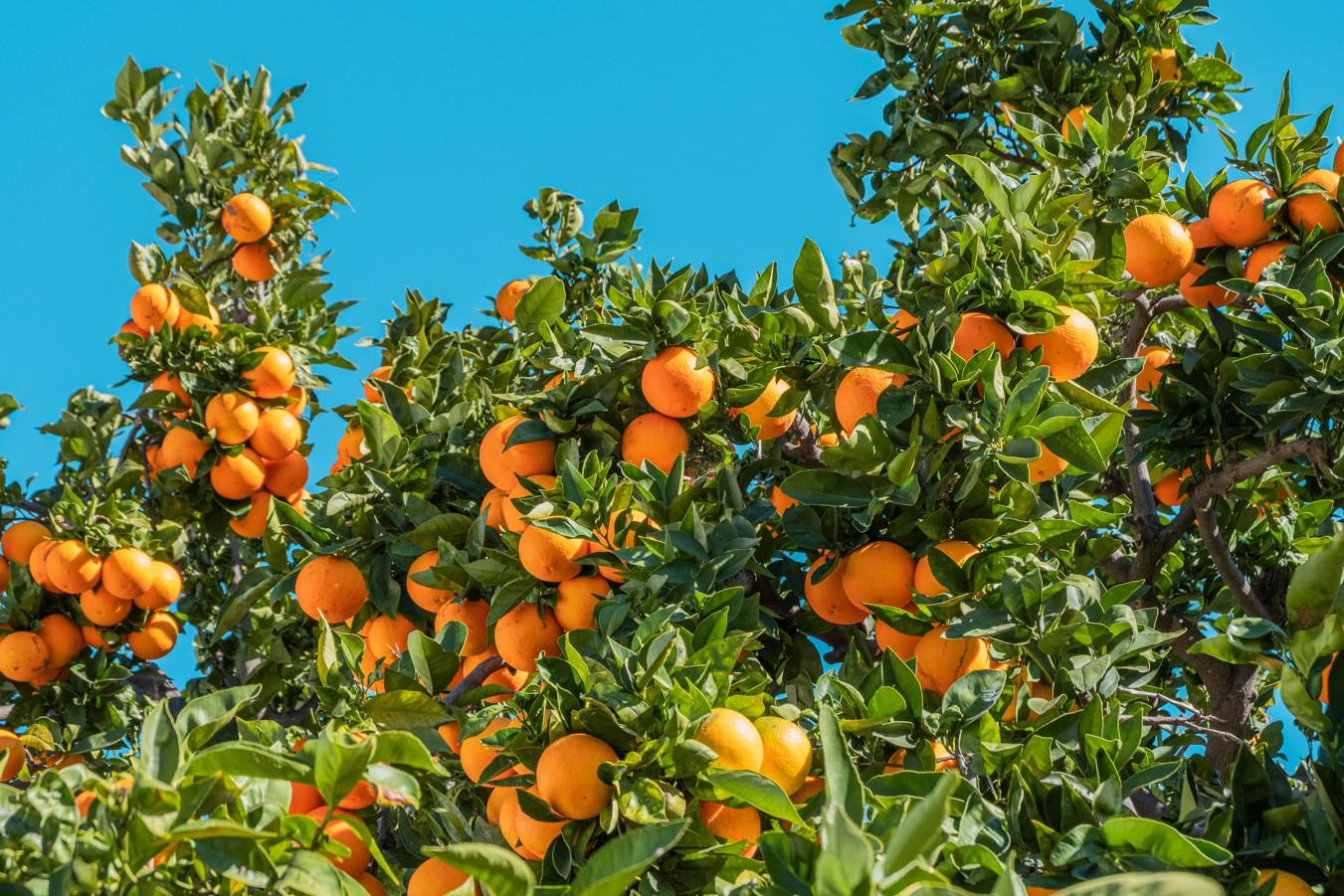 Дерево сладкого апельсина может достичь высоты 6 м