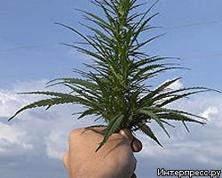 В петербургской квартире обнаружена плантация марихуаны